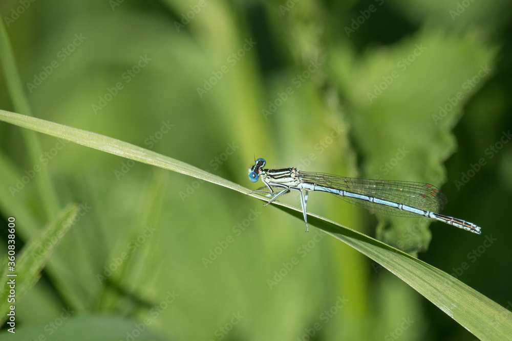 Libelle, Azurjungfer im Gras Libelle, Azurjungfer im Gras