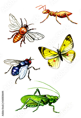 Set of waterolor hand drawn insects isolated on white background. Elements for design. © Ekaterina