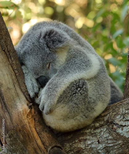 Close up of sleeping koala, resting in tree branches - taken at a zoo in Queensland, Australia