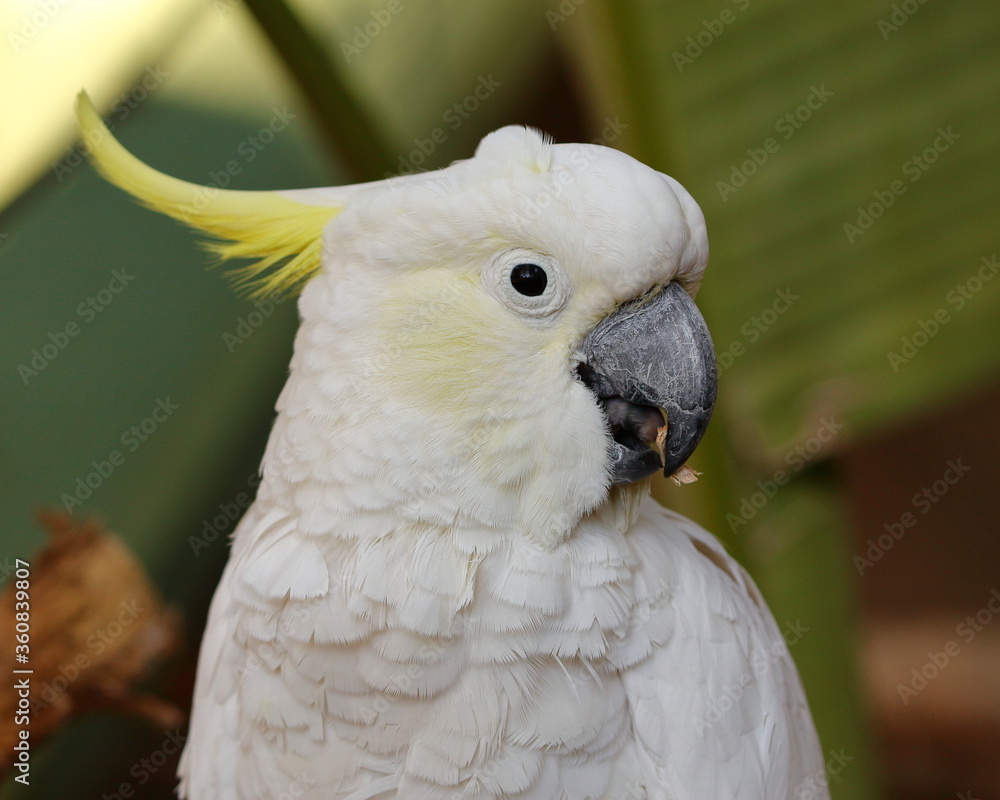 Closeup profile portrait of a cockatoo - taken at a zoo in Queensland, Australia