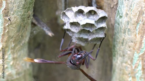 Extreme close up of big hornet 
(Vespa  orientalis) on nest surface.
Extreme macro paper wasp Polistes metricus photo