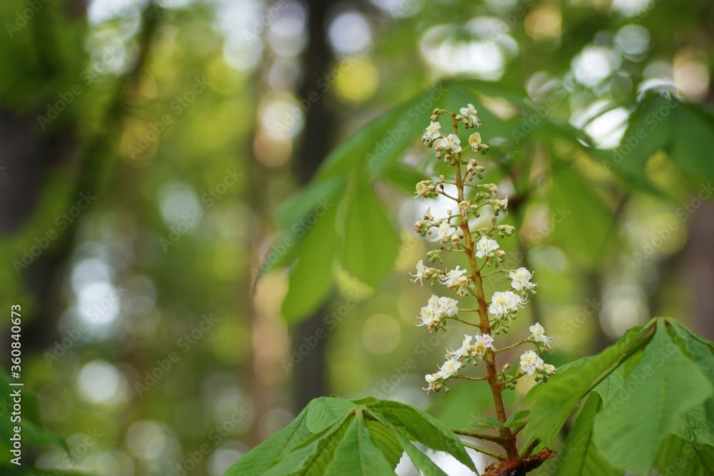 Obraz premium Flower and fresh chestnut leaves, bokeh, fuzzy background and copy space 