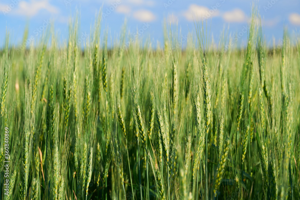 green wheat field on blue sky background green wheat field on blue sky background