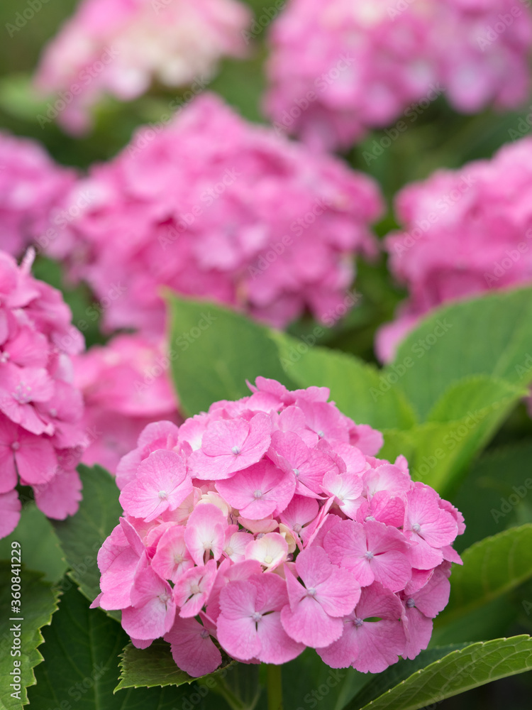 アジサイの花