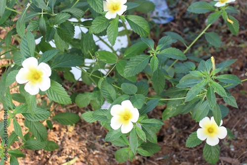 Closeup shot of a white pansy flower under the sunlight photo