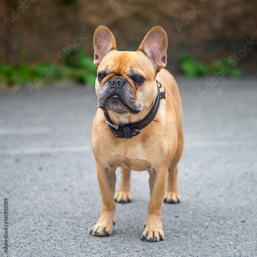 Portrait of light brown French bulldog.