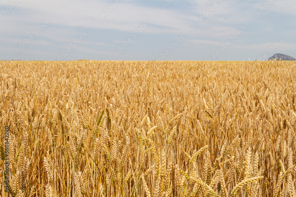 Wheat field in Castilla y León Spain in the month of June with the ears ready for harvest Wheat field in Castilla y León Spain in the month of June with the ears ready for harvest