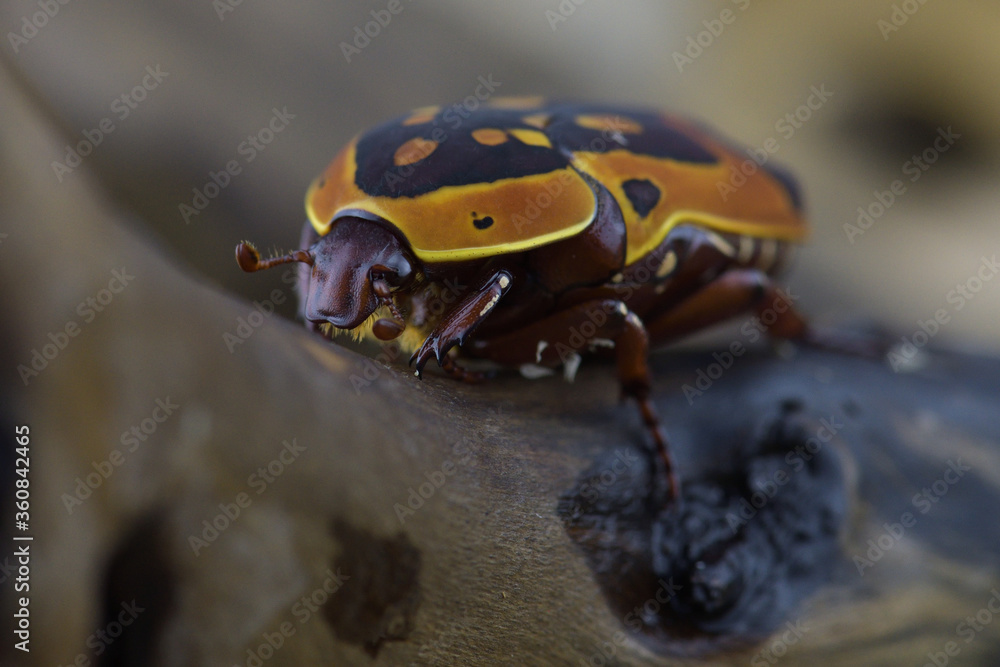 Close up of a bug. Pachnoda trimaculata. Close up of a bug. Pachnoda trimaculata.