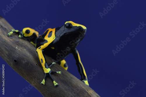 Macro photo of tropical frog photo
