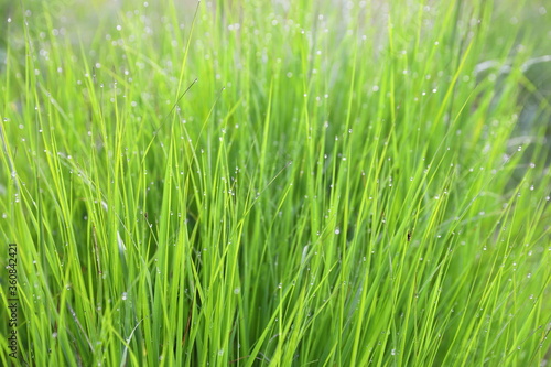 Grass background with dew drops on leaves and stems