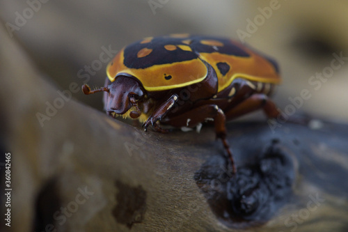 Close up of a bug. Pachnoda trimaculata. © Михаил Белых