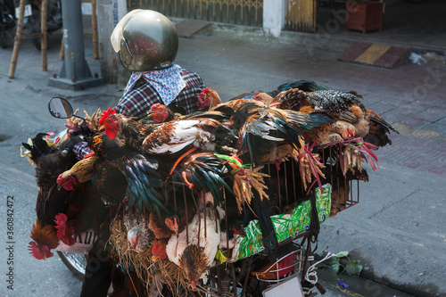 Live chickens transported on a moped, Thi Xa Uong Bi, Quang Ninh province, Vietnam photo