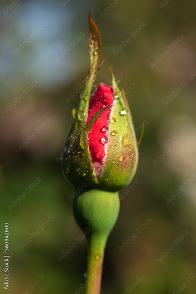 Red rose bud with dew in a garden Red rose bud with dew in a garden