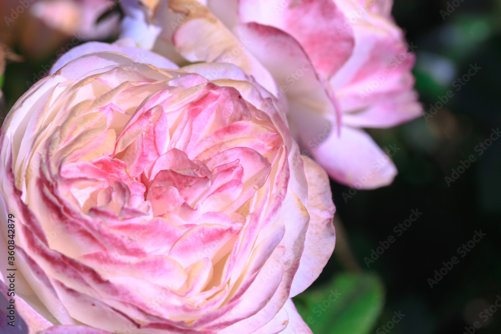 Roses. Delicate background with blooming rose flowers. Roses. Delicate background with blooming rose flowers.