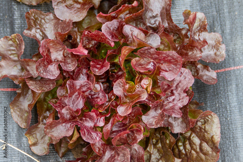 Obraz na plátně Red sails lettuce in an ecological farm in Spain