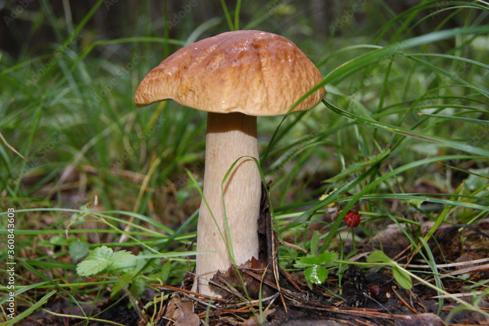 Boletus mushroom in green grass Boletus mushroom in green grass