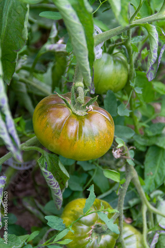 Wallpaper Mural Black Krim tomatoes growing in their bush on an organic farm in Spain Torontodigital.ca