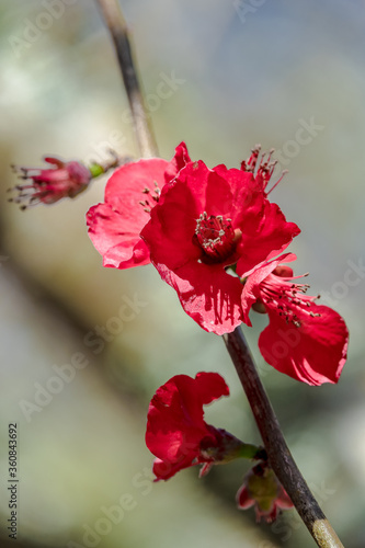 Red flower on a tree