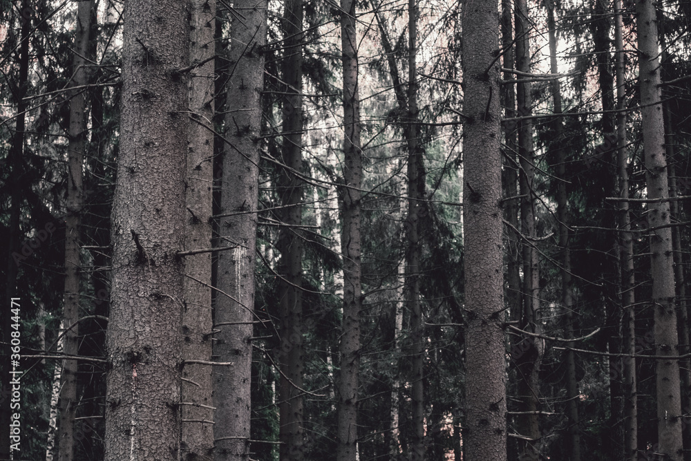 Fototapeta premium dark forest background