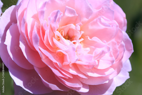 Roses. Delicate background with blooming rose flowers.