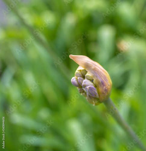 Agapanthus africanus commonly known as lily of the Nile  or African lily. Close-up view of Single Flower. Selective focus