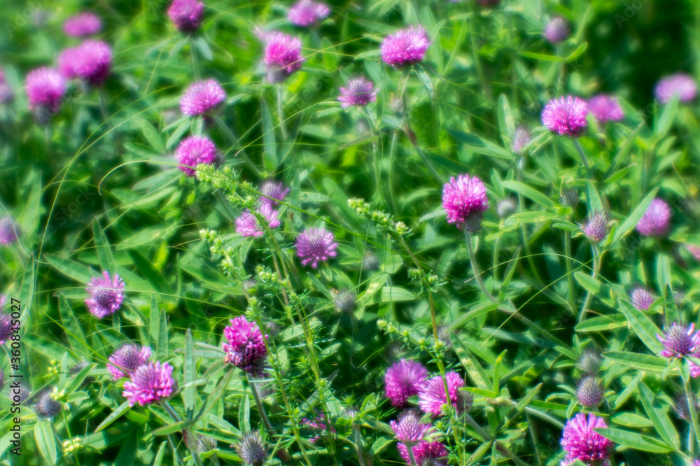 A soft blur. Pink clover flowers against a green summer meadow. Natural background. A soft blur. Pink clover flowers against a green summer meadow. Natural background.