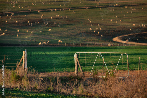 Open gate leads into farm with sheep in the background photo