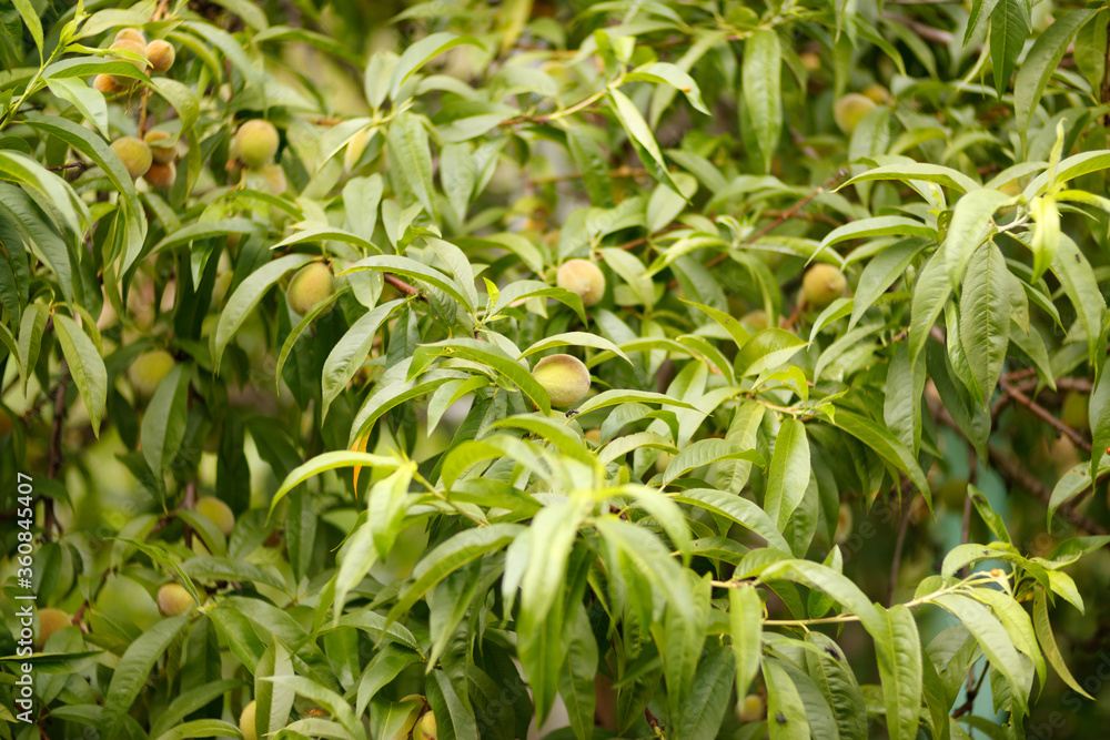 Branch with green unripe peaches Branch with green unripe peaches