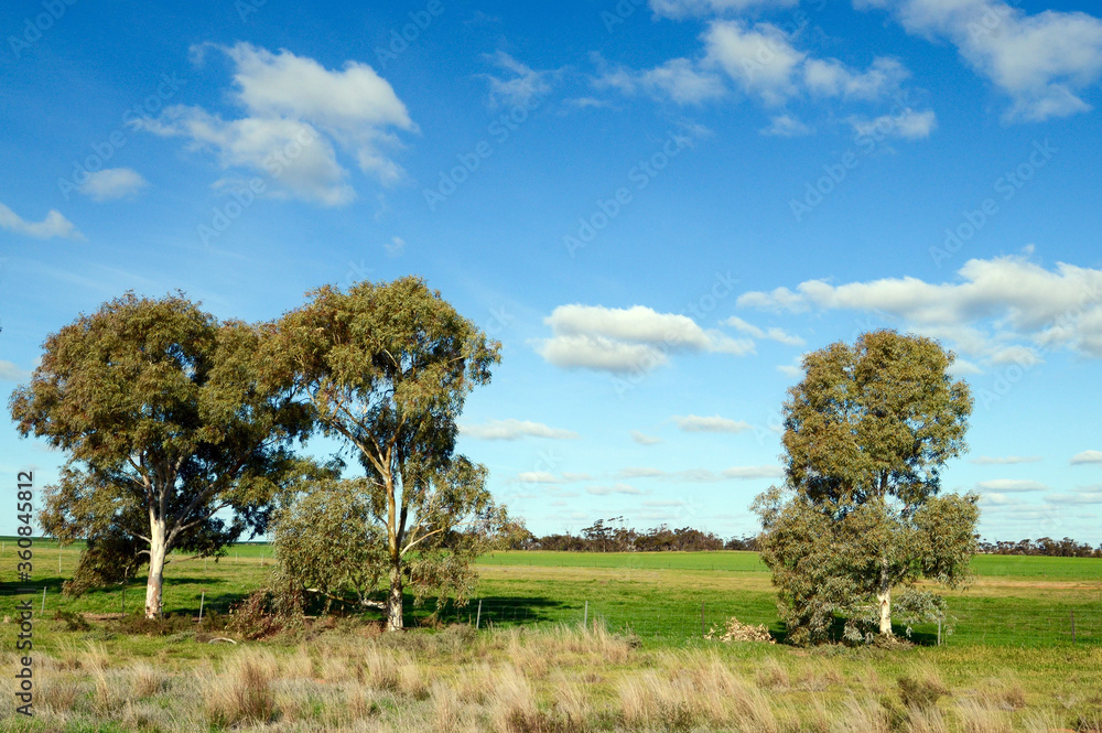 A rural scene in Victoria, Australia A rural scene in Victoria, Australia
