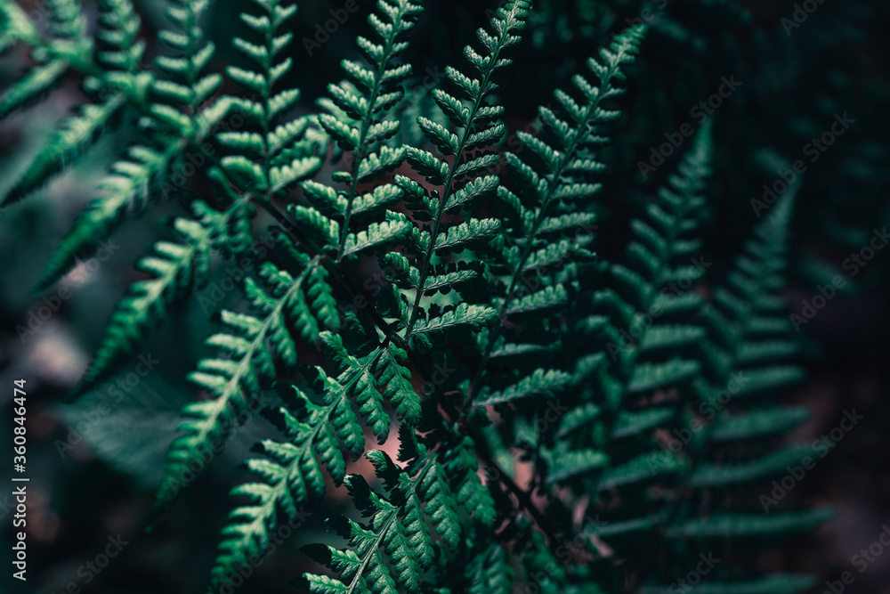 Fern leaves in the forest. Fern Foliage