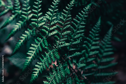 Fern leaves in the forest. Fern Foliage