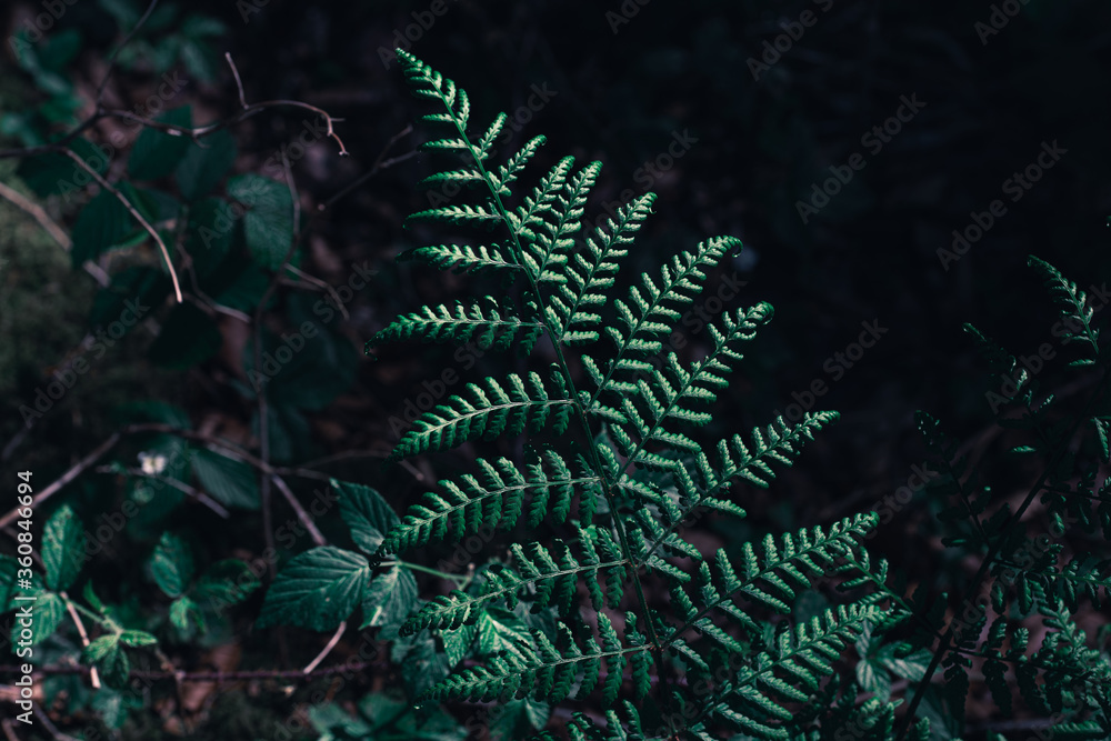 image to crop