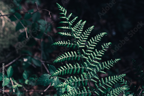 Fern leaves in the forest. Fern Foliage