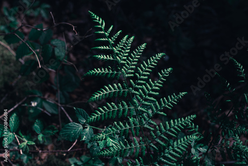 Fern leaves in the forest. Fern Foliage