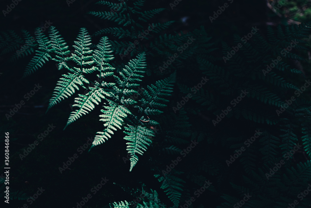 image to crop