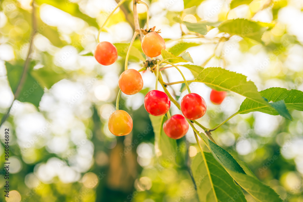Unripe yellow and red cherries ripen on the tree in summer, shallow depth of field, green leafs on background. Beautiful sunny day Unripe yellow and red cherries ripen on the tree in summer, shallow depth of field, green leafs on background. Beautiful sunny day