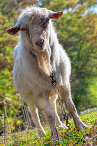Funny Goat Looks into Camera . Portrait of Domestic Animal