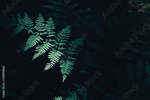 Fern leaves in the forest. Fern Foliage