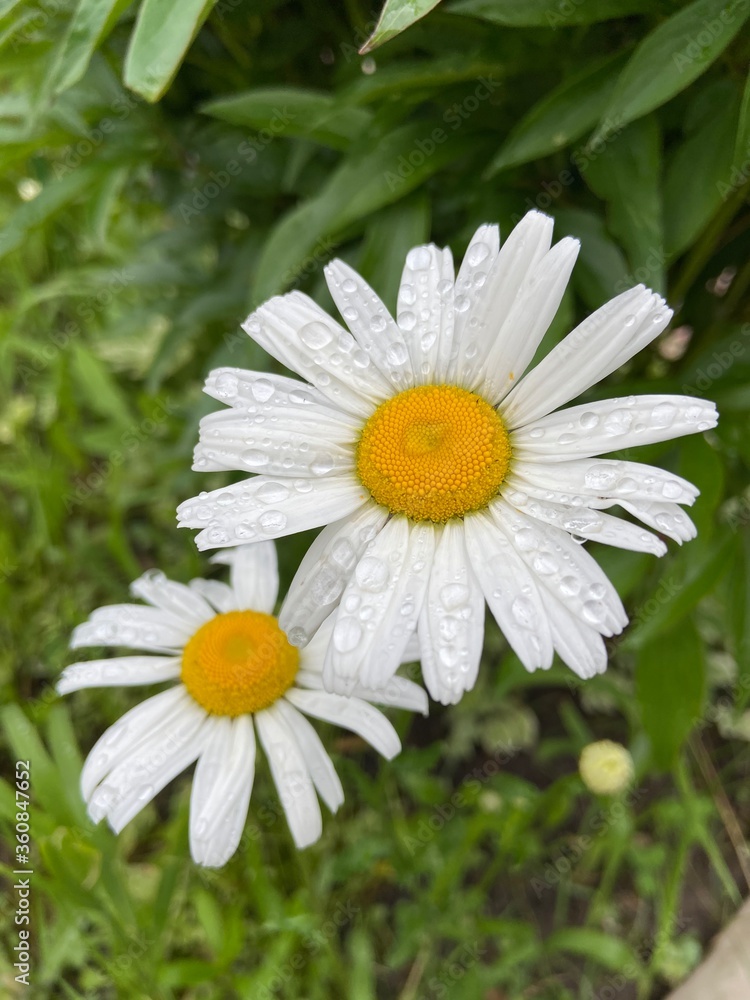 Obraz premium Garden daisy after rain, top view