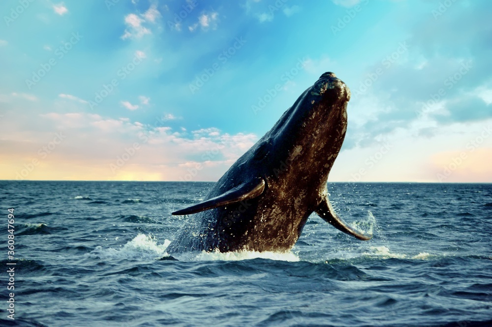 Fototapeta premium Majestic southern right whale, Patagonia Argentina