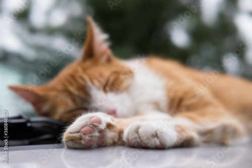 Ginger cat is sleeping comfortably on the warm hood of a car against the windscreen wipers and windshield. Focus on the cat's feet