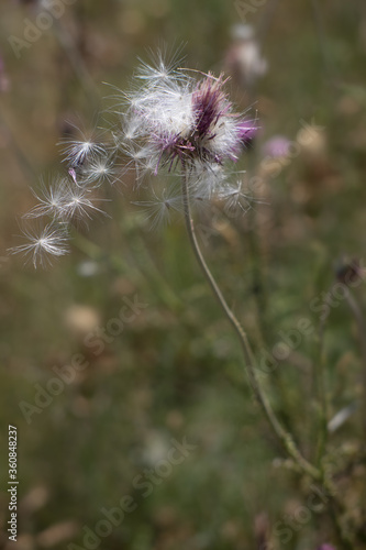 Purple flower of a faded thistle with white fluff