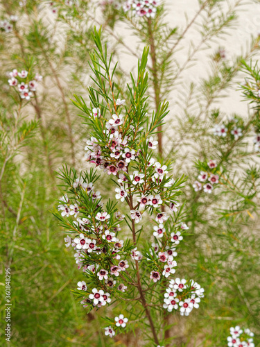 Chamelaucium uncinatum - Fleur de cire de Geraldton ou wax australien à floraison blanche et abondante, aux fines feuilles vertes et aromatiques sur des rameaux souples rouge-brun photo