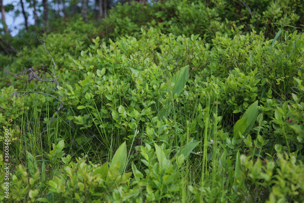 Thickets of blueberry bushes in the forest