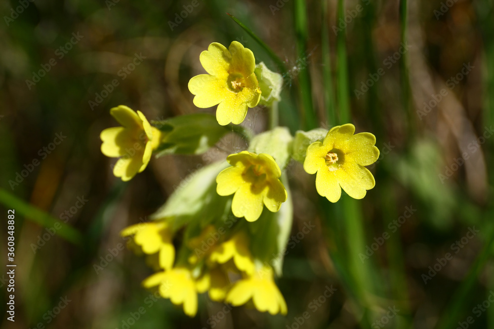 Primula veris Primula veris