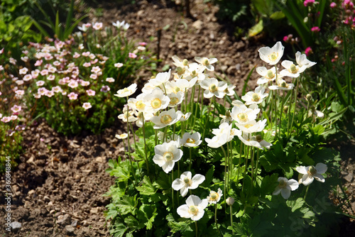 Flowers in the ornamental garden.