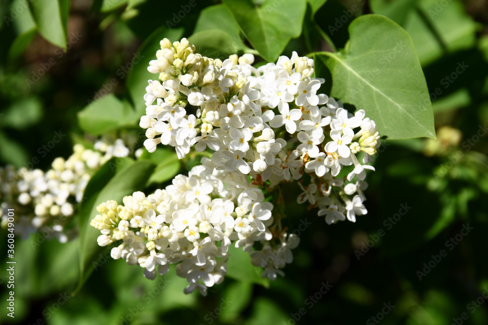 Syringa vulgaris Syringa vulgaris