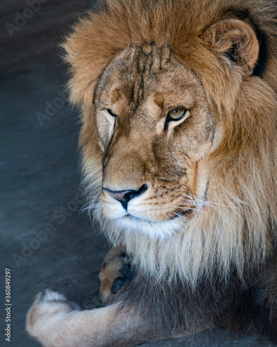 close-up of an African lion © Chepko Danil