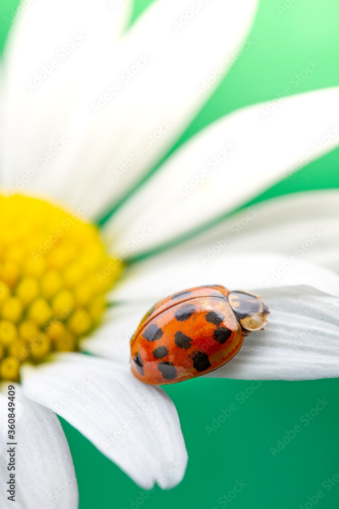 red ladybug on camomile flower, ladybird creeps on stem of plant in spring in garden in summer
