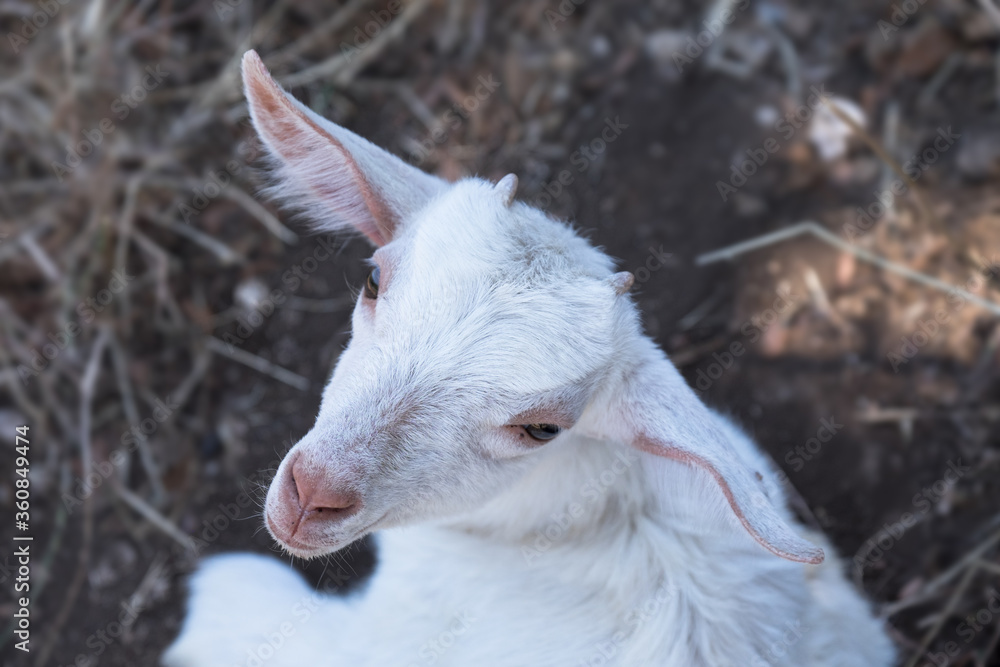 Obraz premium Head of a young white goat lying in the straw looks up at the camera. The photo was taken from above